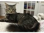 Adopt Eldon a Gray or Blue Domestic Mediumhair / Mixed cat in Wendell