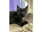 Adopt Topaz a All Black Domestic Mediumhair / Domestic Shorthair / Mixed cat in