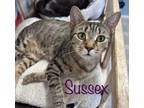 Adopt Sussex a Domestic Shorthair / Mixed (short coat) cat in Rome