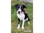 Adopt Porter a Boxer / Mixed dog in Defiance, OH (38931758)