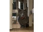 Adopt Greenley a Gray, Blue or Silver Tabby Domestic Shorthair / Mixed (short