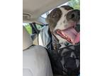 Adopt Ollie a Tricolor (Tan/Brown & Black & White) American Pit Bull Terrier /