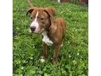 Adopt Lennon a Brown/Chocolate Mixed Breed (Medium) / Mixed dog in Wappingers