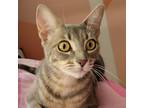 Adopt SAVANNAH a Gray or Blue Domestic Shorthair / Mixed cat in League City