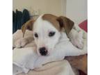 Adopt Charm a Brown/Chocolate Labrador Retriever / Terrier (Unknown Type