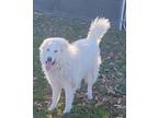 Adopt Olaf a Great Pyrenees / Mixed Breed (Medium) / Mixed dog in Neosho