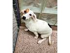 Adopt Monae a White Dachshund / Mixed dog in Philadelphia, PA (38881433)