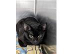 Adopt Addison a All Black Domestic Shorthair / Domestic Shorthair / Mixed cat in