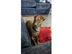 Adopt Bruno a Red/Golden/Orange/Chestnut - with White American Pit Bull Terrier