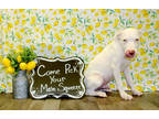 Adopt Matlock K36 8/2/23 a White American Pit Bull Terrier / Mixed dog in San