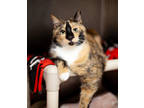 Adopt Fiona a All Black Domestic Shorthair / Domestic Shorthair / Mixed cat in