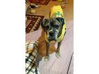 Adopt Barnum - Silver Heart a Brindle Boxer / Mixed dog in Austin, TX (38964921)