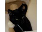 Adopt Mario a All Black Domestic Shorthair / Mixed cat in Waynesboro