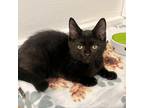 Adopt Jerry a All Black Domestic Mediumhair / Mixed cat in Wichita