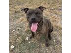 Adopt Lucky the Lugnut a Brindle American Staffordshire Terrier / Mixed dog in