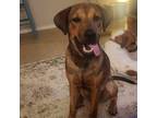 Adopt King Tut a Brown/Chocolate - with Black Rhodesian Ridgeback / Shepherd