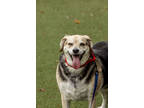 Adopt Jada a White Mixed Breed (Medium) / Mixed dog in West Chester