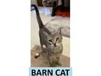 Adopt Fox Quinn a Gray or Blue Domestic Shorthair / Domestic Shorthair / Mixed