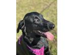 Adopt Luna a Black Labrador Retriever / Mixed dog in Orlando, FL (38961316)