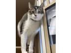 Adopt Ayler a White Abyssinian / Domestic Shorthair / Mixed cat in Flagstaff