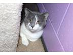Adopt Sharptooth a Gray or Blue (Mostly) Domestic Shorthair (short coat) cat in