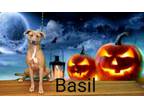 Adopt Basil a Brown/Chocolate Mixed Breed (Medium) / Mixed dog in Pickens