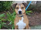 Adopt Peanut a Tan/Yellow/Fawn Hound (Unknown Type) / Mixed dog in Brunswick