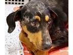 Adopt Chilli a Black Hound (Unknown Type) / Mixed dog in Palatine, IL (38956288)