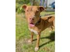 Adopt Esquire a Brown/Chocolate American Pit Bull Terrier / Mixed dog in