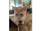 Adopt Sammie a Domestic Shorthair / Mixed (short coat) cat in Spring