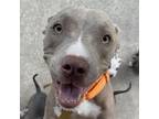 Adopt PATTI a Tan/Yellow/Fawn American Staffordshire Terrier / Mixed dog in Pt.