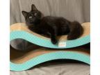 Adopt Alvin a All Black Domestic Mediumhair (long coat) cat in Panama City