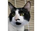 Adopt 23-08-2496d Zac a Domestic Shorthair / Mixed (short coat) cat in Dallas