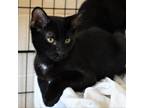 Adopt Ronald McDonald a All Black Domestic Shorthair / Mixed cat in Waynesboro