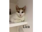 Adopt Liza a White Domestic Shorthair / Domestic Shorthair / Mixed cat in