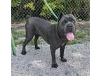 Adopt Ryder a Gray/Blue/Silver/Salt & Pepper Cane Corso / Mixed dog in Newport