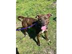 Adopt Petunia IX 13 a Brown/Chocolate American Pit Bull Terrier / Mixed dog in
