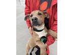 Adopt Olivia a Tan/Yellow/Fawn American Pit Bull Terrier / Mixed dog in Fort