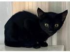 Adopt WC Licorice a All Black Domestic Shorthair / Domestic Shorthair / Mixed