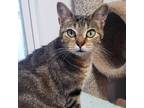 Adopt Guppy Granola a Brown or Chocolate Domestic Shorthair / Mixed cat in