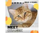 Adopt Orange a Orange or Red Domestic Mediumhair / Mixed cat in Starkville