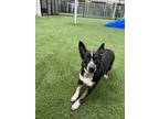 Adopt Zoey a Black - with White Australian Cattle Dog / Mixed dog in Richmond