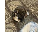 Adopt Butter a Tortoiseshell Domestic Shorthair / Mixed (short coat) cat in