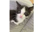 Adopt Squash a All Black Domestic Shorthair / Domestic Shorthair / Mixed cat in