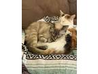 Adopt Onion & Loaf a Calico or Dilute Calico Calico / Mixed (medium coat) cat in