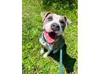 Adopt Roshi 44 a Brown/Chocolate American Pit Bull Terrier / Mixed dog in