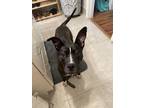 Adopt Millie a Black - with White American Pit Bull Terrier / Mixed dog in