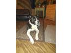 Adopt Nova a Black - with White Beagle / American Pit Bull Terrier / Mixed dog