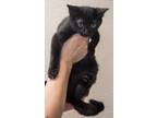 Adopt Casey a All Black Domestic Shorthair / Domestic Shorthair / Mixed cat in