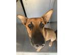 Adopt Jessy a Brown/Chocolate Shepherd (Unknown Type) / Mixed dog in Fort Worth